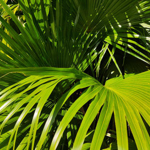 一本大道免费手机高清视频
